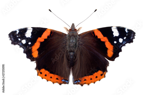 Red Admiral butterfly photo