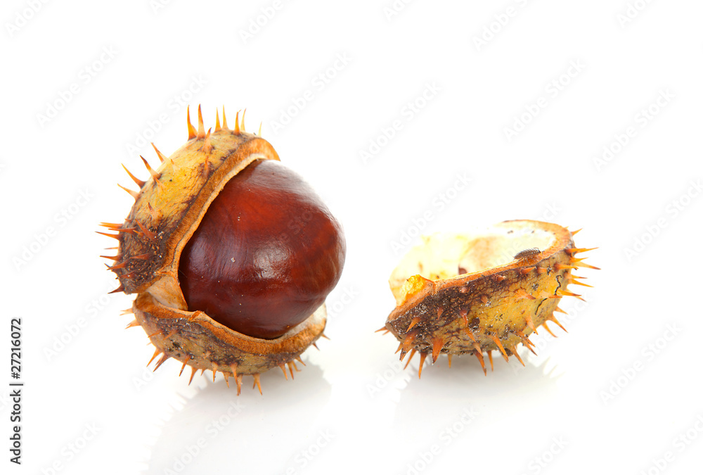 one spiky cracked chestmut over white background one spiky cracked chestmut over white background