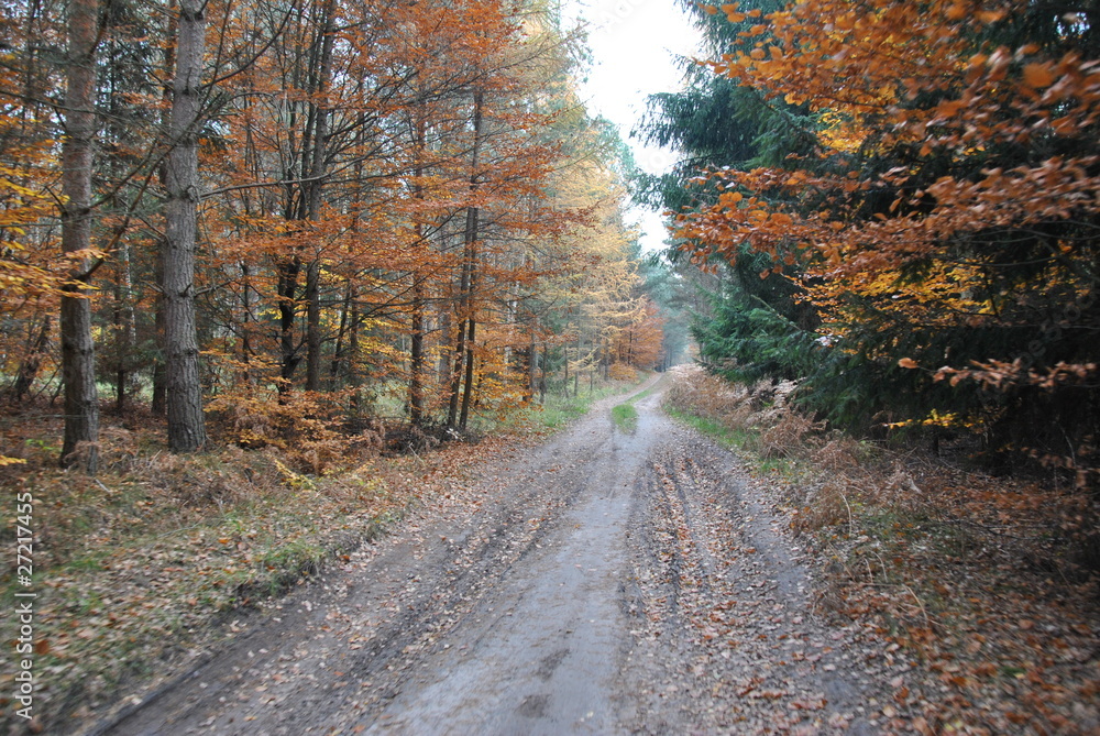 Obraz premium jesienny las
