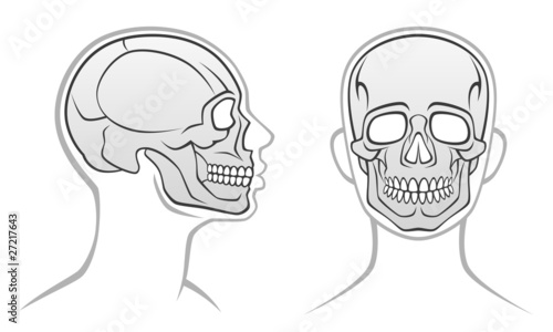 Human head