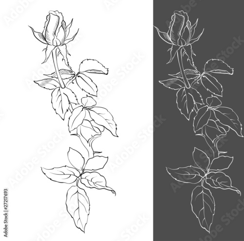 drawing a rosebud