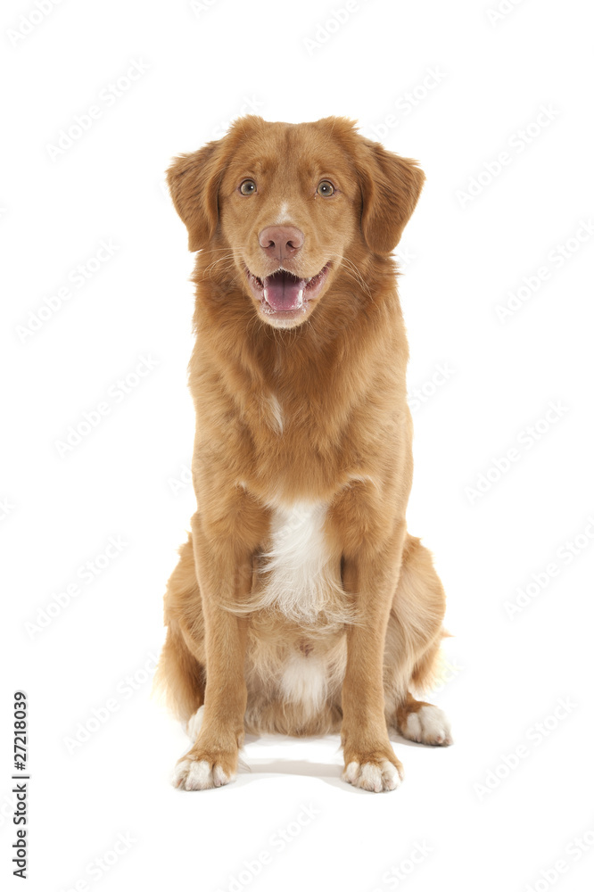 Nova Scotia Duck Tolling Retriever