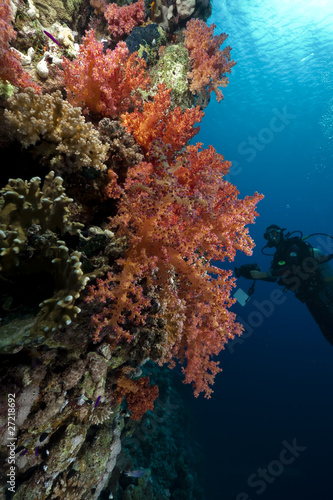 Coral and fish in the Red Sea. © stephan kerkhofs