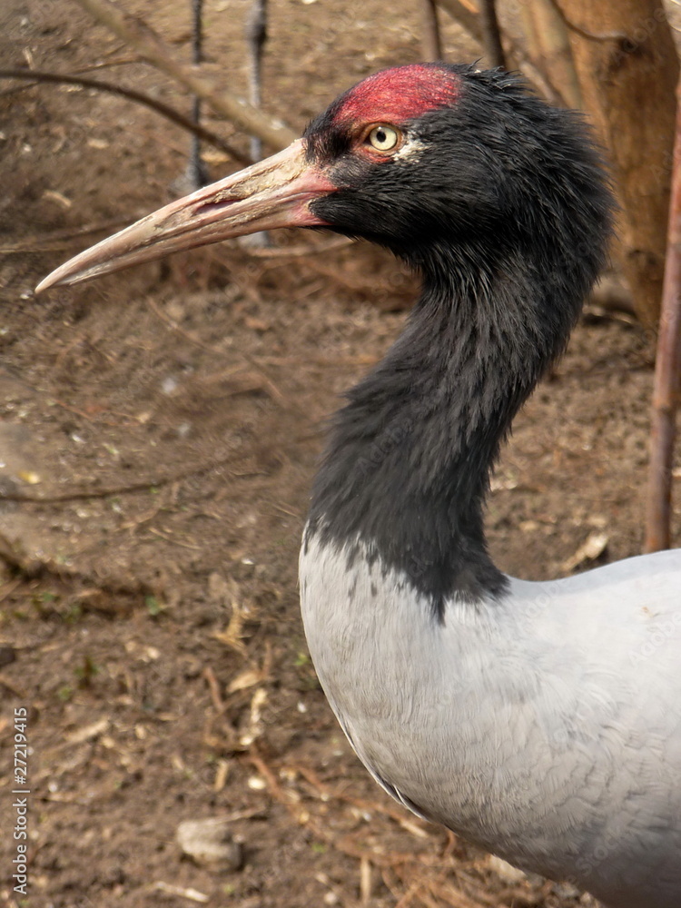 Fototapeta premium Crane
