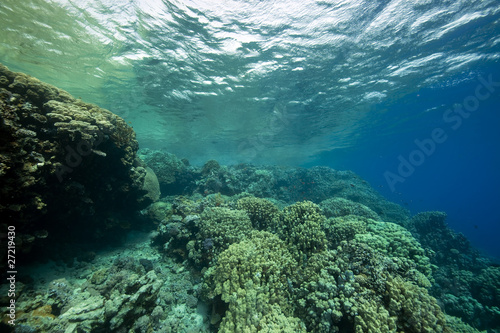 Coral and fish in the Red Sea.