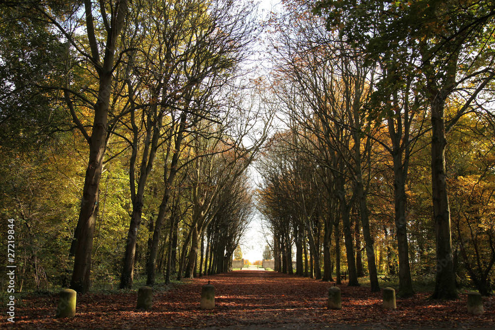 Naklejka premium Forêt