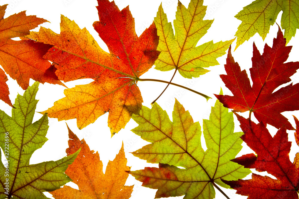 Fototapeta premium Maple Leaves Mixed Fall Colors Backlit
