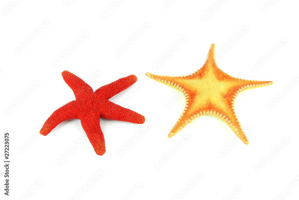 two colorful seastars sitting on beach two colorful seastars sitting on beach