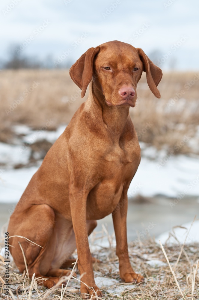 Vizsla Dog Sitting in a Snowy Field Vizsla Dog Sitting in a Snowy Field