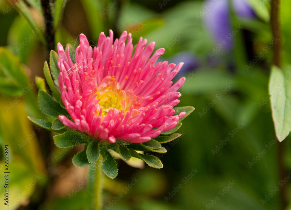 Red flower Red flower