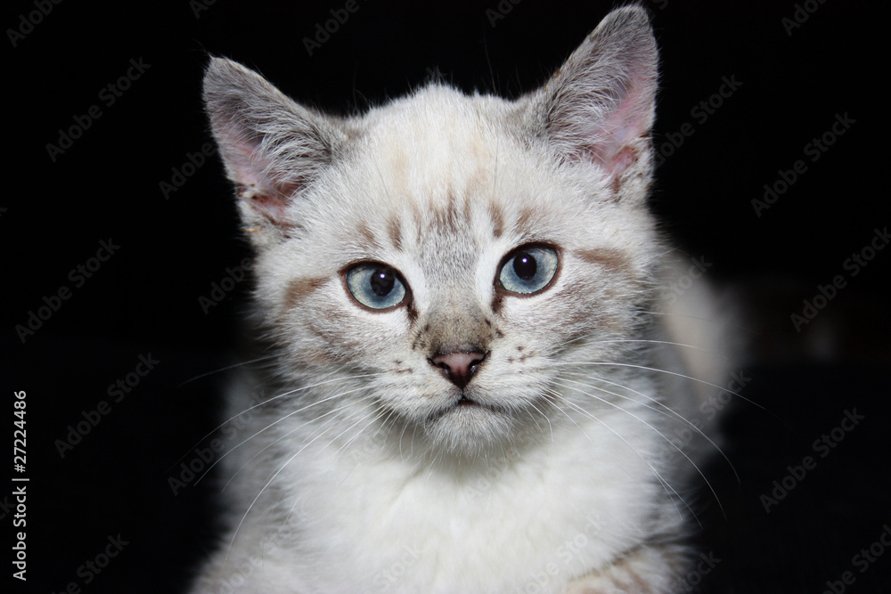 chaton chaton