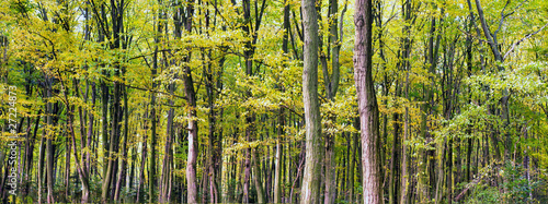 forest © TSpider