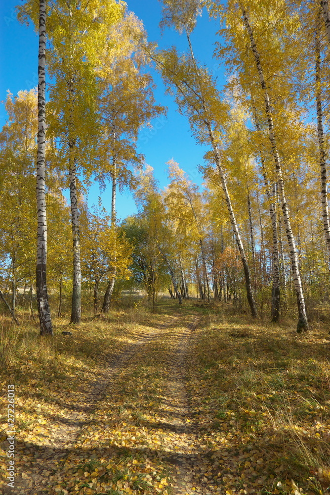 Fototapeta premium Autumn forest