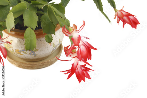 Zigokaktus flower in a pot photo