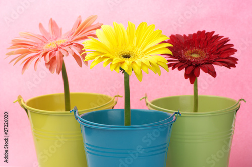 Colorful buckets with gerberas