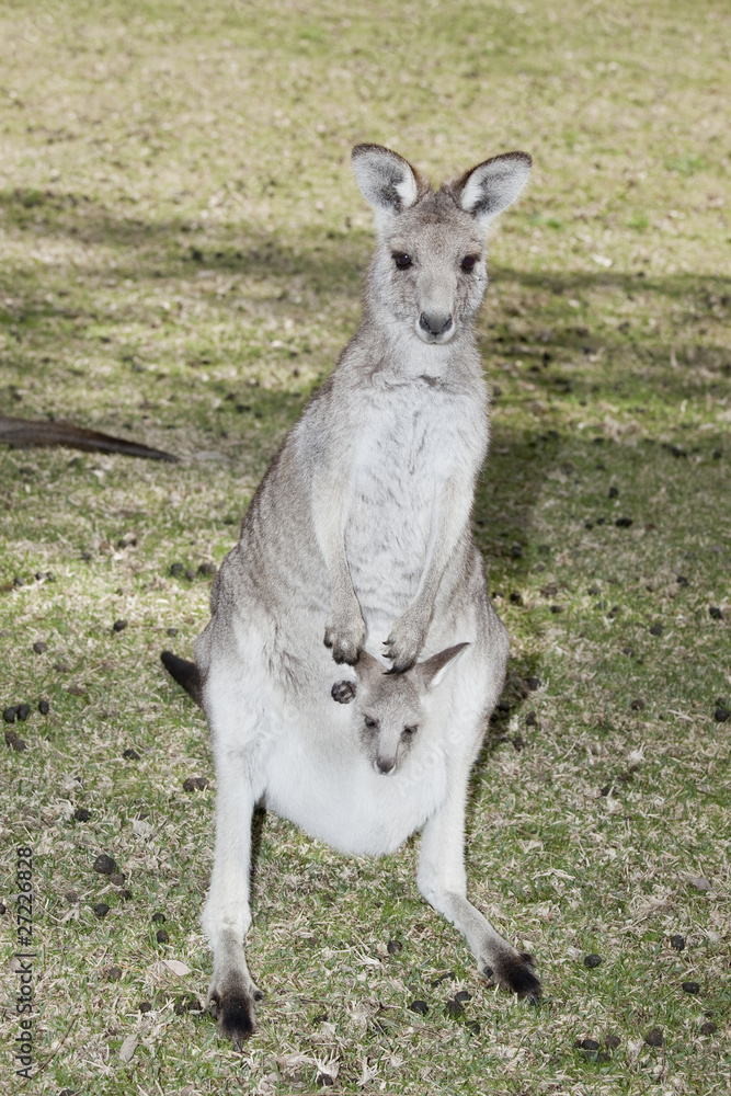 kangaroo