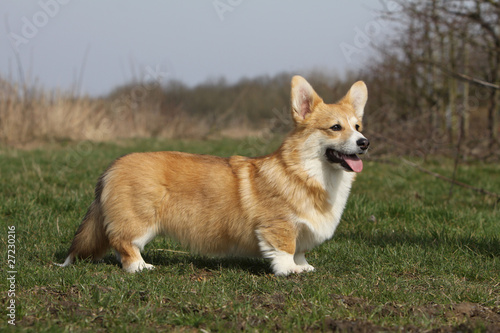 magnifique welsh corgi pembroke de profil