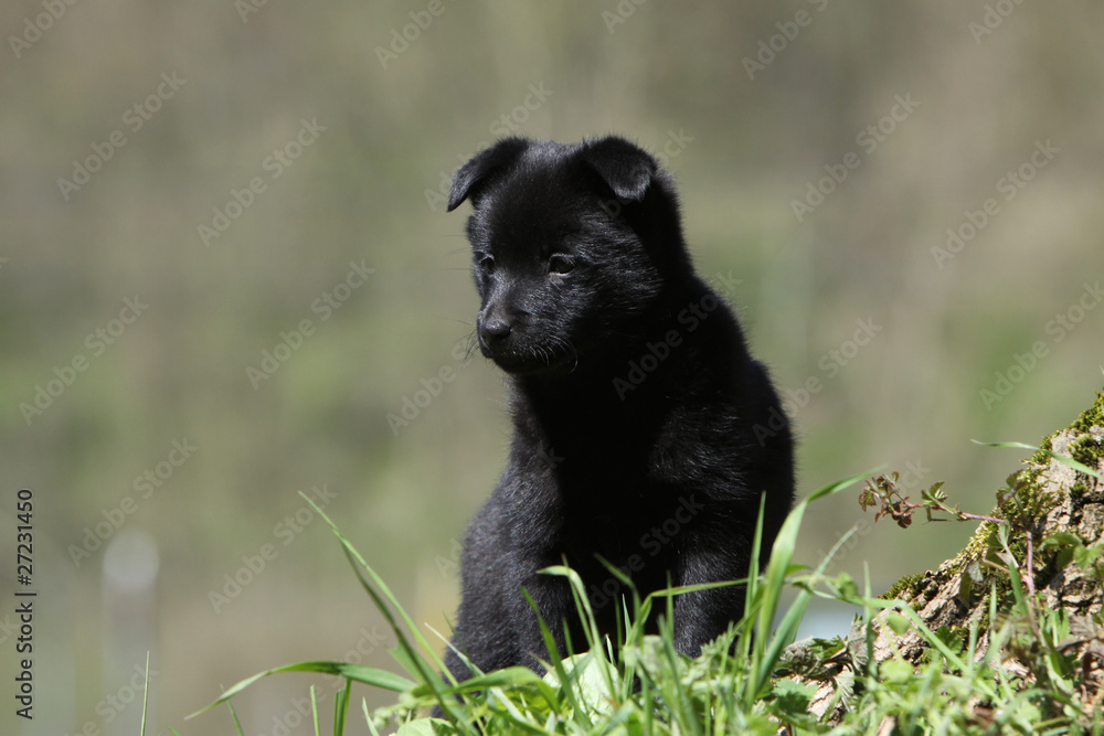 chiot schipperke à l'air vif chiot schipperke à l'air vif