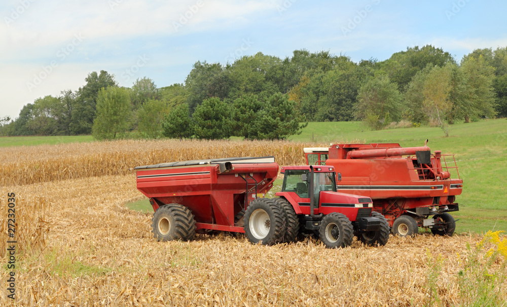 Fototapeta premium Harvesting Corn