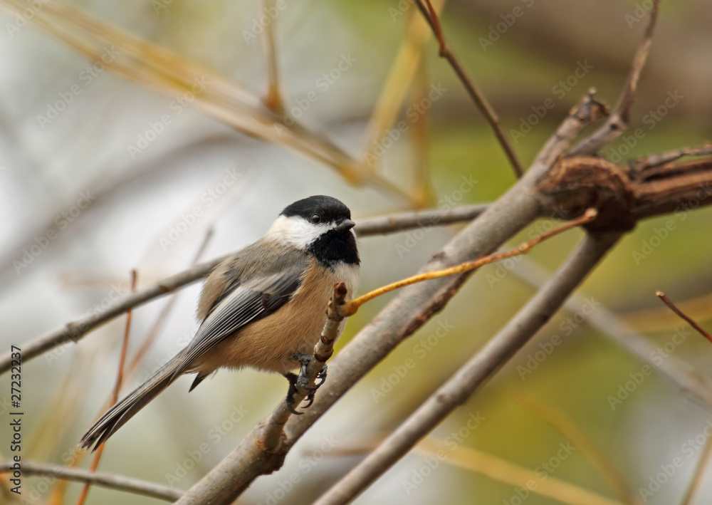 Black-capped Chickadee, Poecile atricapilla Black-capped Chickadee, Poecile atricapilla