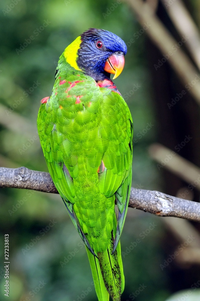 Naklejka premium Rainbow Lorikeet