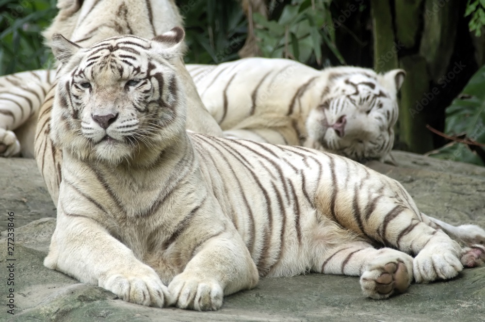 Obraz premium biały Tygrys