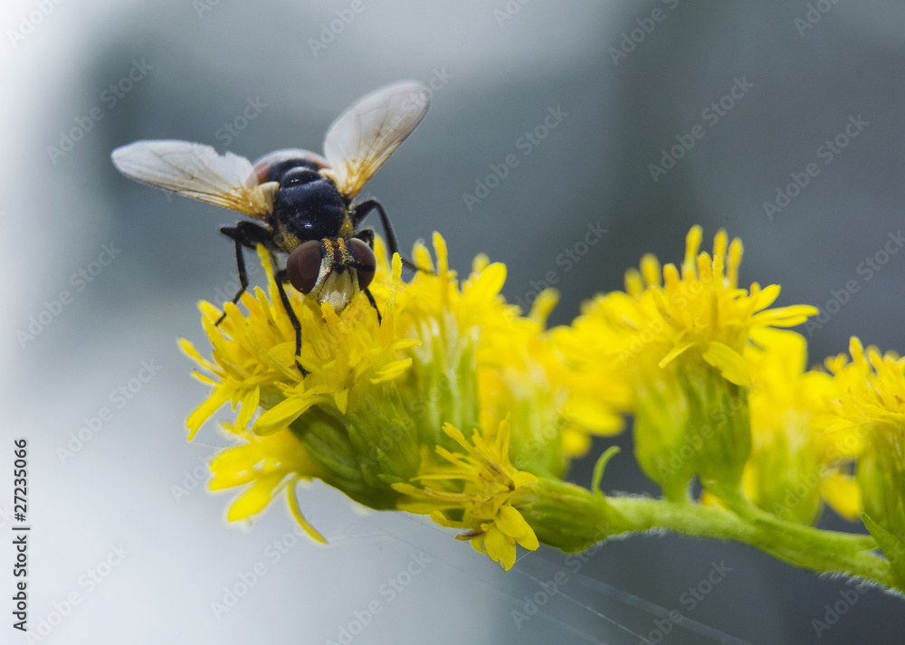 Trzmielówka lesna Volucella pellucens