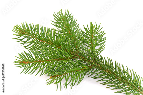 fir branche Christmas decoration on white background