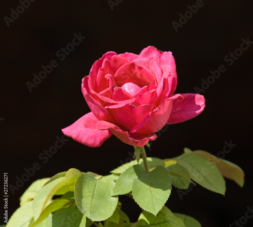 Rosa