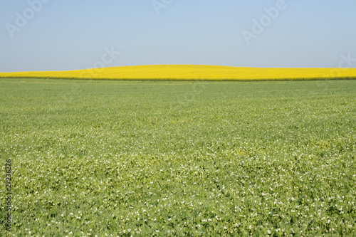 Campos