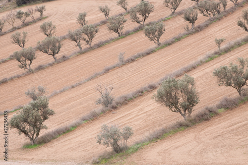 Olivos