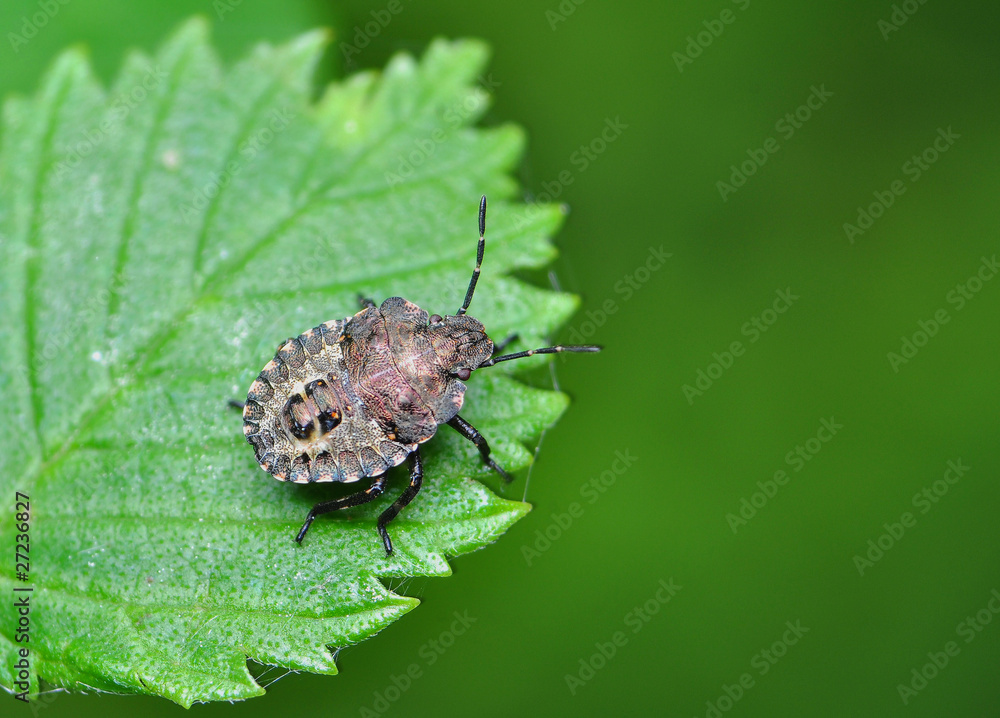 Tarczówka rudonoga Pentatoma rufipes larwa Tarczówka rudonoga Pentatoma rufipes larwa