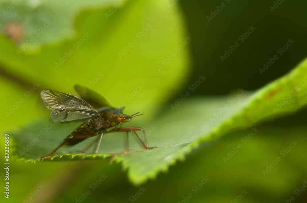 Tarczówka rudonoga Pentatoma rufipes imago Tarczówka rudonoga Pentatoma rufipes imago