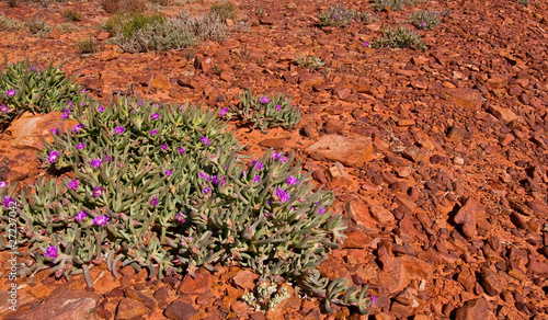 stones and vegetation in the australian bush, northen territory
