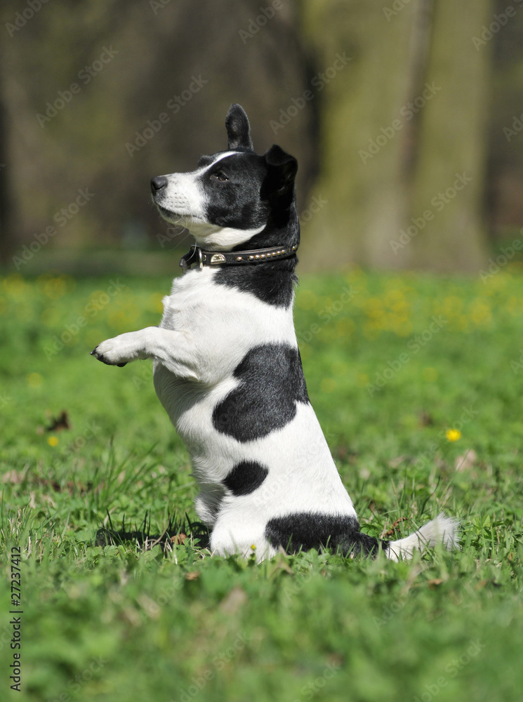 Jack  russell