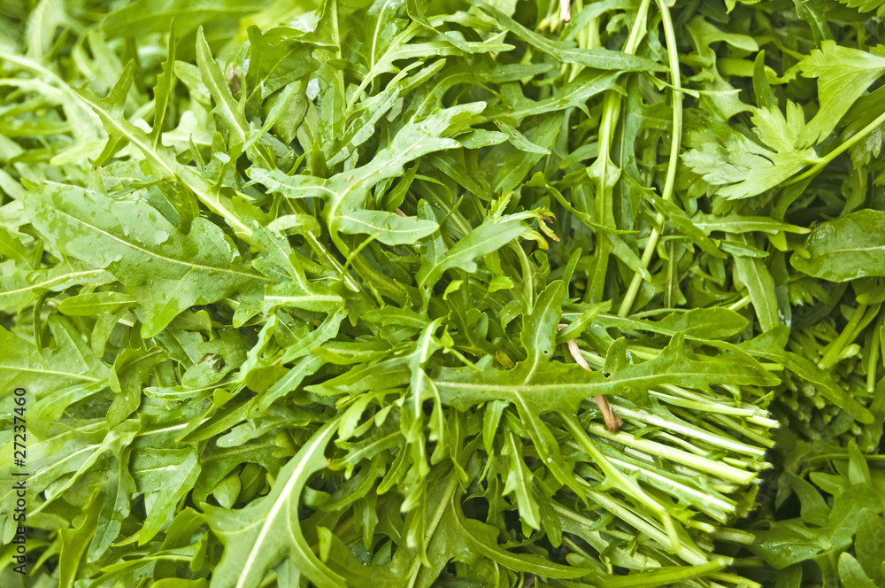 Rucola