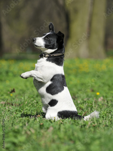 Jack  russell