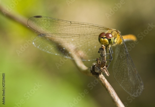 Szablak krwisty Sympetrum sanguineum