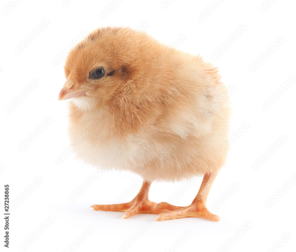 The yellow small chick The yellow small chick