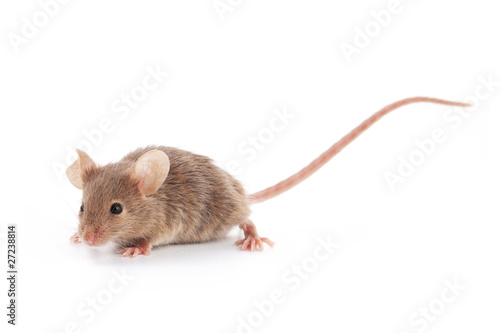 Small mouse photo