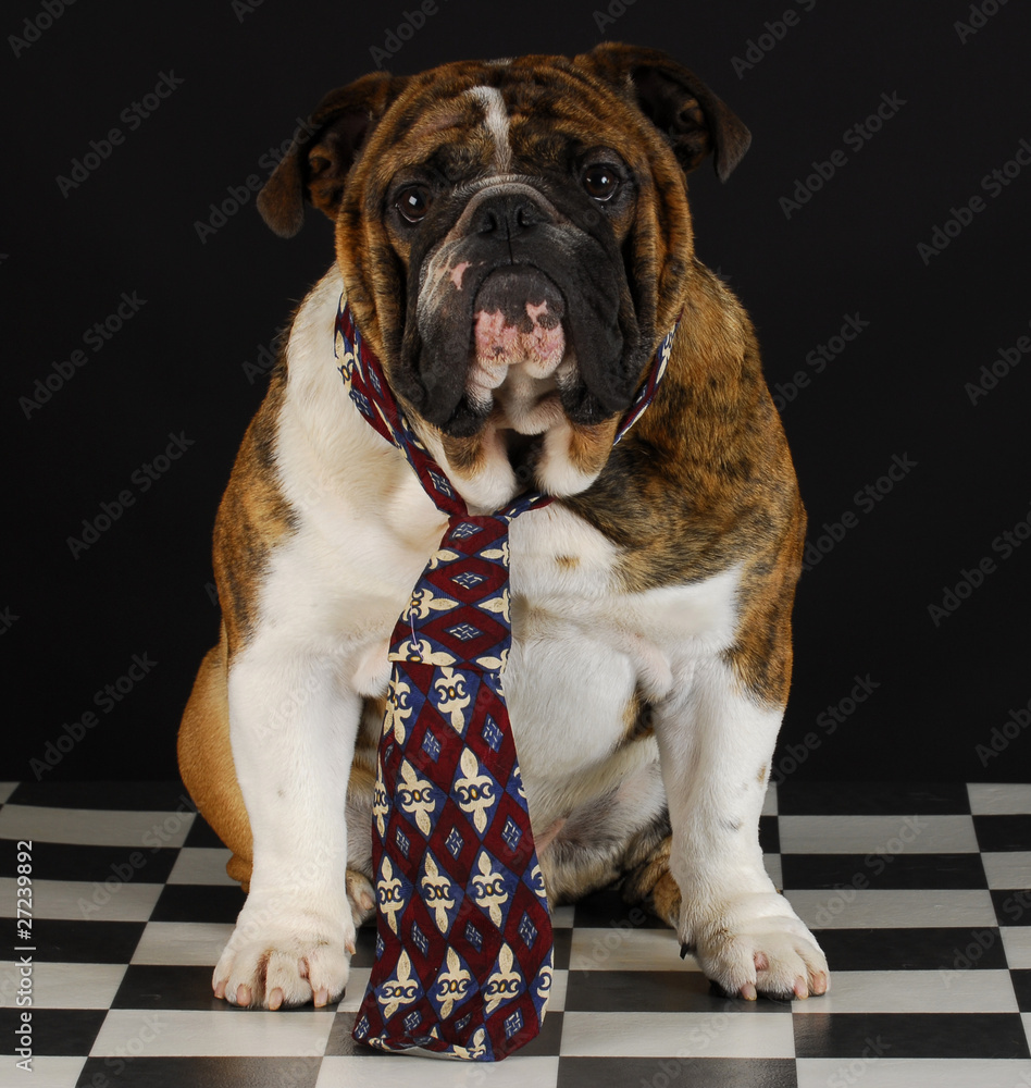 dog wearing tie