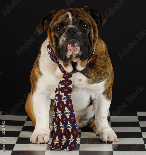 dog wearing tie