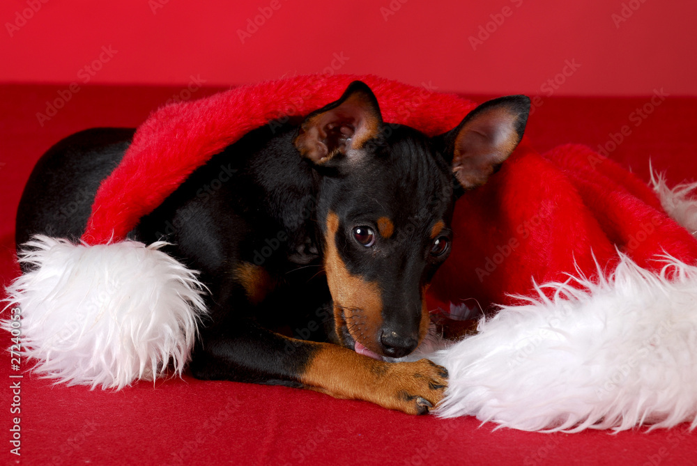 Fotografie puppy chewing on santa hat