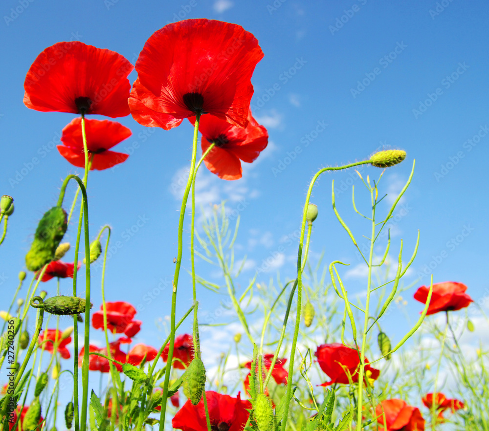 Obraz premium poppies