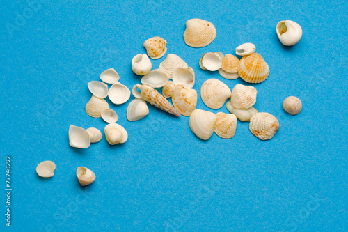 Seashells isolated on the blue background