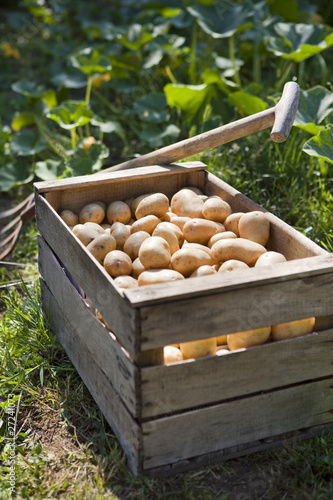 caisse de pommes de terre fraichement ramassée photo