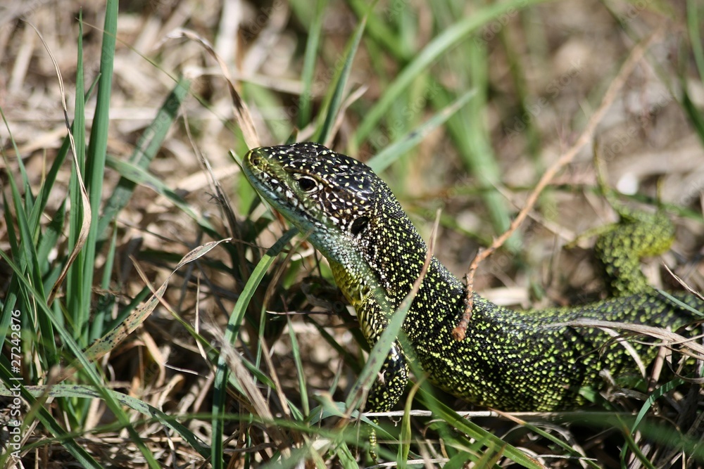 Fototapeta premium lezard vert