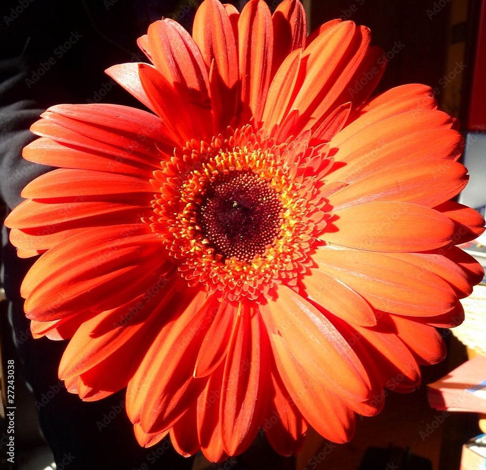 Gerbera