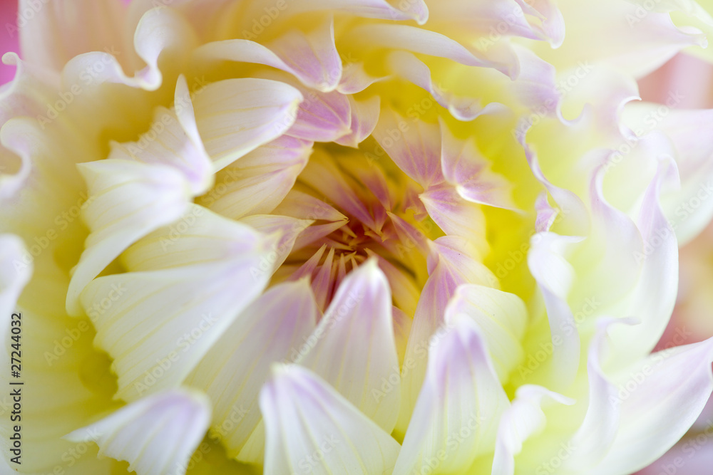 Pastellfarbene Dahlienblüte Pastellfarbene Dahlienblüte