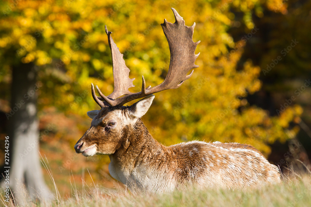 Fototapeta premium fallow deer buck lying down